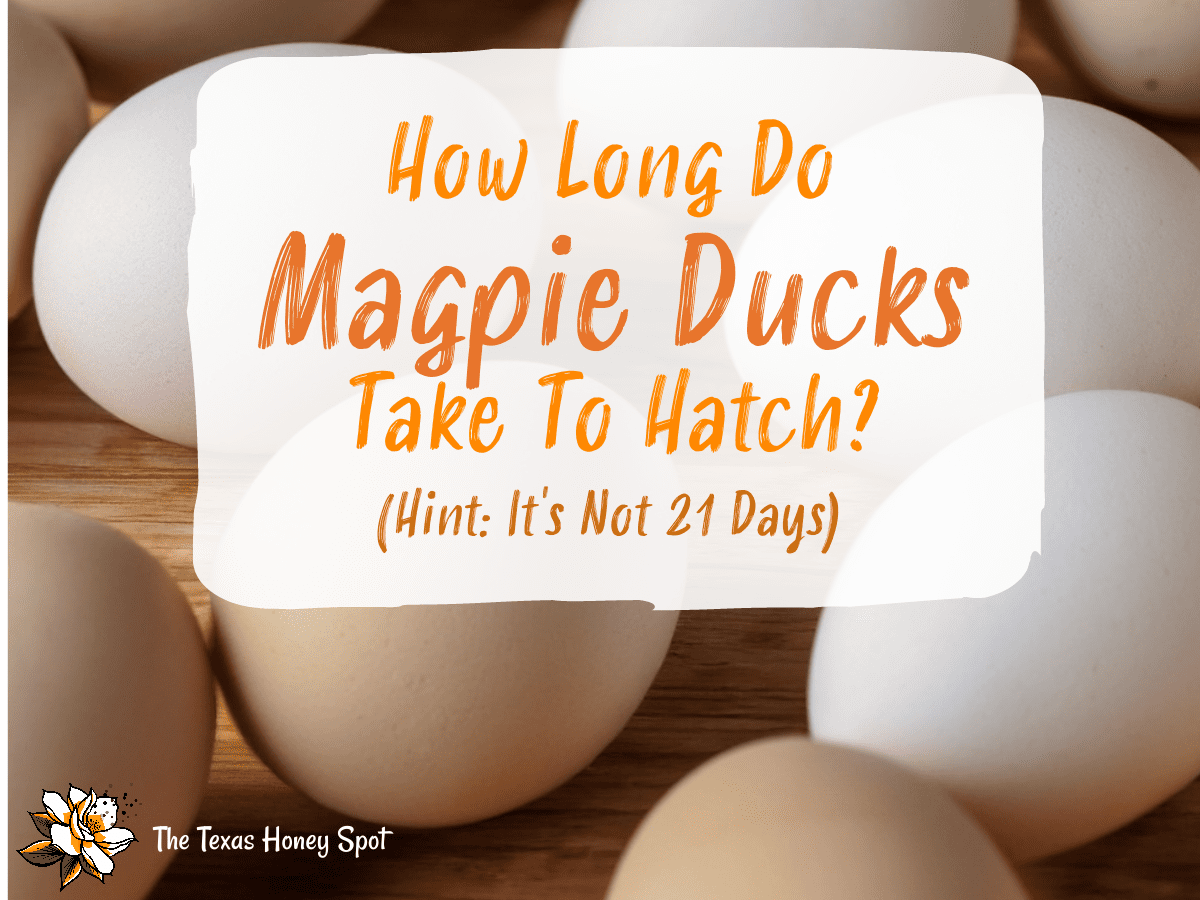 How Long Does It Take To Incubate Magpie Duck Eggs?